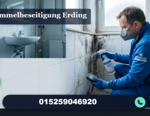 schimmelbeseitigung erding